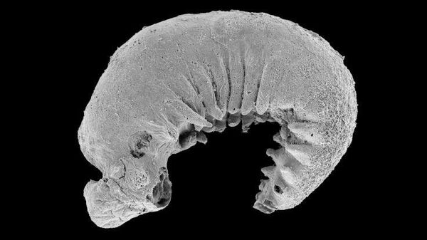 Imagen de micrografía electrónica de escaneado de Youti yuanshi - Sputnik Mundo