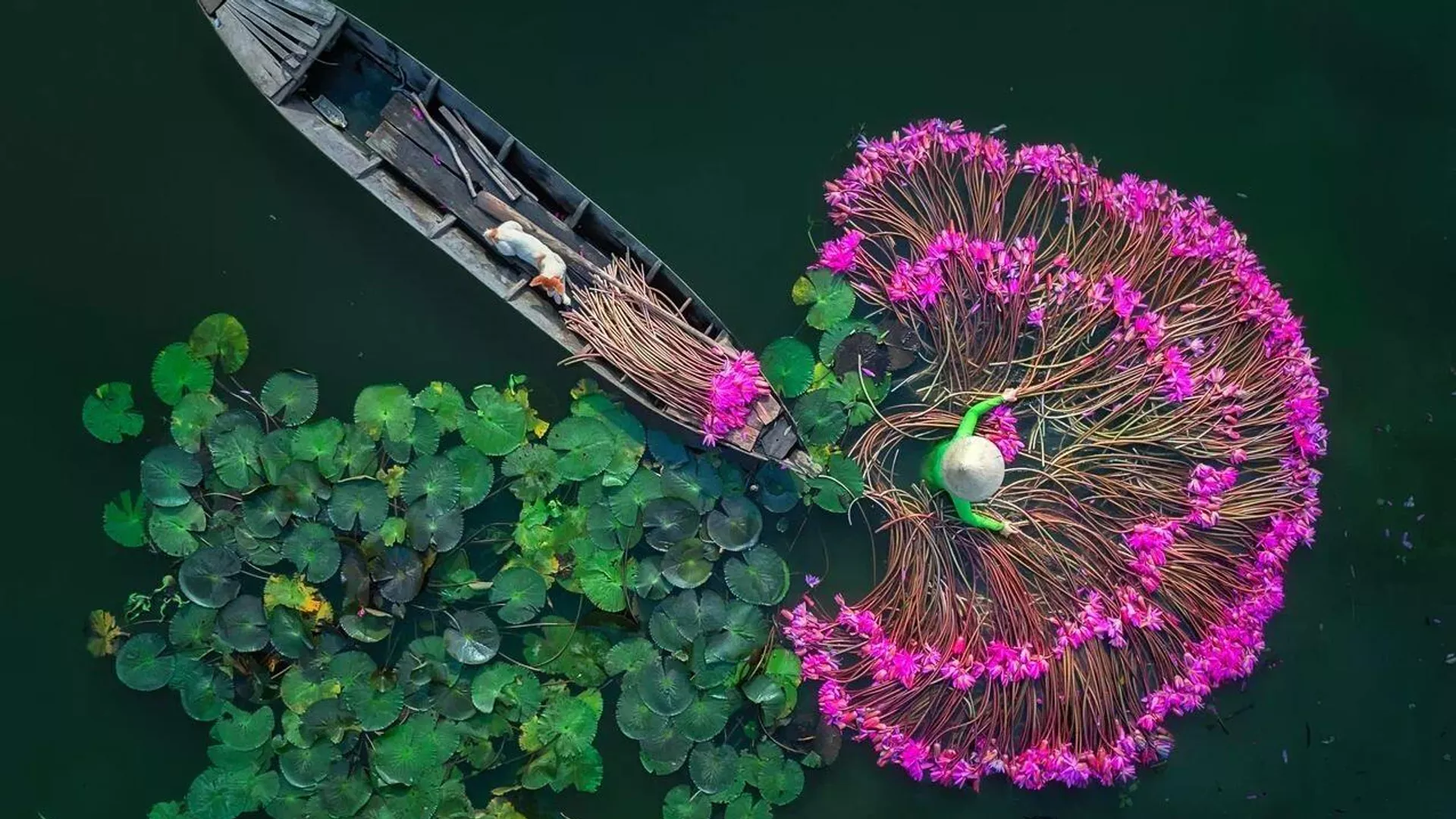 Flores lilis. Una obra presentada para el Concurso Internacional de Fotoperiodismo Andréi Stenin