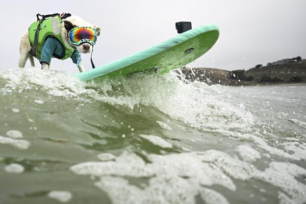 Un pitbull surfista coge una ola durante el Campeonato Mundial de Surf para Perros en California, EEUU. - Sputnik Mundo