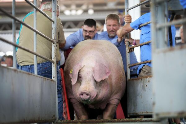 El cerdo Finnegan en la báscula durante el concurso Big Boar en la Feria Estatal de Iowa, EEUU. Finnegan es el cerdo más grande que se puede encontrar en el estado de Iowa. Finnegan se convirtió en el nuevo poseedor del récord con 1.420 libras (unos 644 kilográmos), el anterior poseedor del récord con 1.335 libras (unos 605 kilográmos) establecido en 2012. - Sputnik Mundo