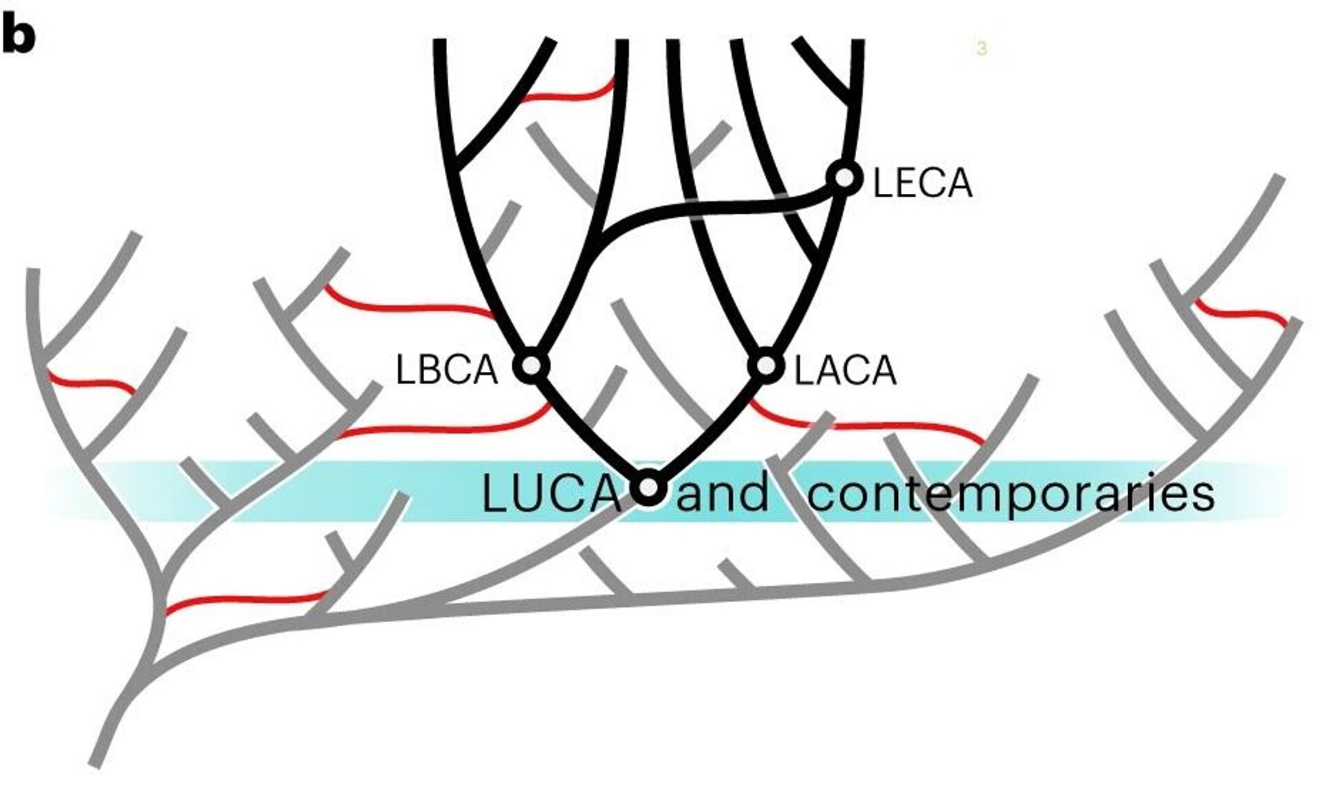 Árbol evolutivo de la vida moderna, desde el último antepasado común universal (LUCA), pasando por el antepasado cumón de las bacterias (LBCA), las arqueas (LACA) y los eucariotas (LECA) - Sputnik Mundo, 1920, 17.08.2024