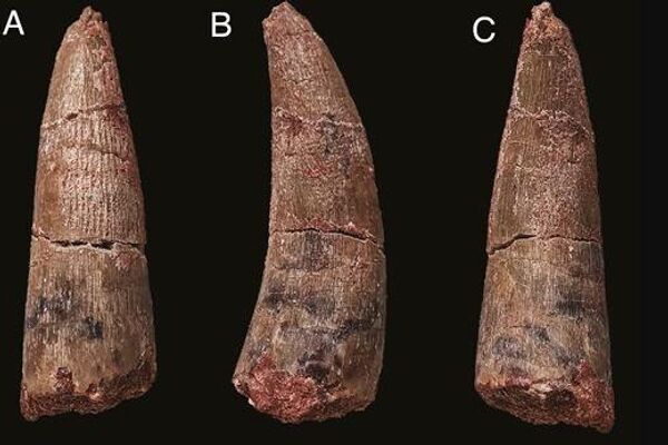 Dientes del dinosaurio Alpkarakush kyrgyzicus - Sputnik Mundo