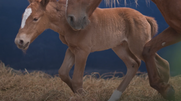 Caballo clonado en Perú - Sputnik Mundo