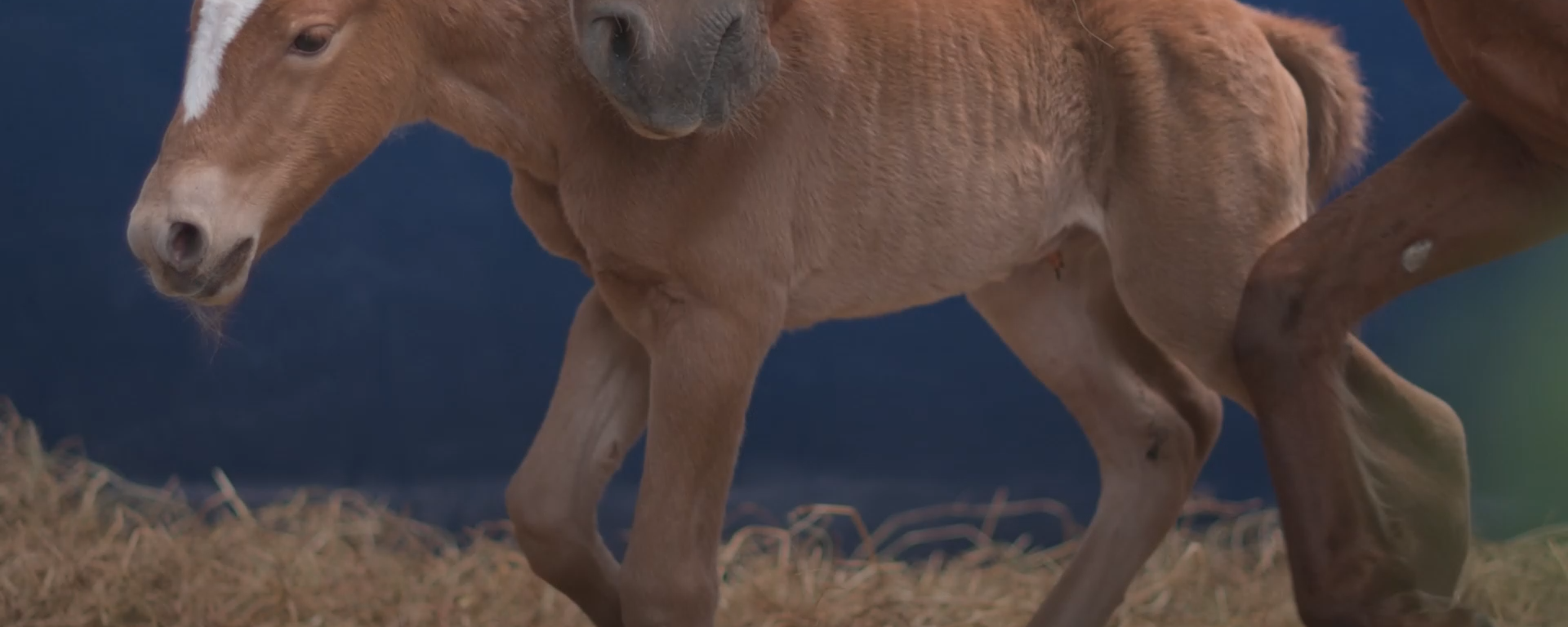 Caballo clonado en Perú - Sputnik Mundo, 1920, 24.08.2024