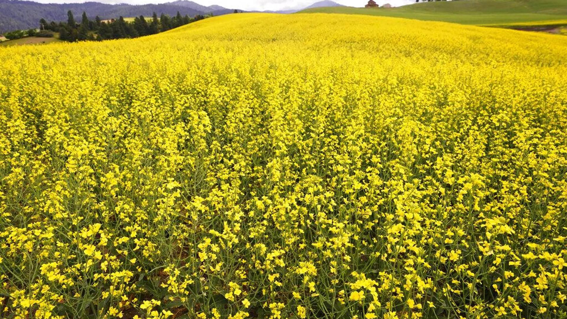 Un campo de canola (imagen referencial) - Sputnik Mundo, 1920, 04.09.2024