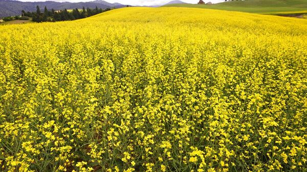 Un campo de canola (imagen referencial) - Sputnik Mundo