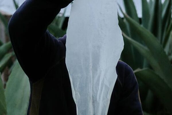 El ganador en la categoría Noticias principales por la mejor serie fue Frederike Gelinas de Italia.Su trabajo El tiempo del agave se trata de Espadín, la variedad de agave más común para hacer mezcal.Esta planta crece durante ocho años, mientras que los agaves silvestres crecen hasta 30 años. La demanda occidental de mezcal ejerce una enorme presión sobre las tierras mexicanas. - Sputnik Mundo