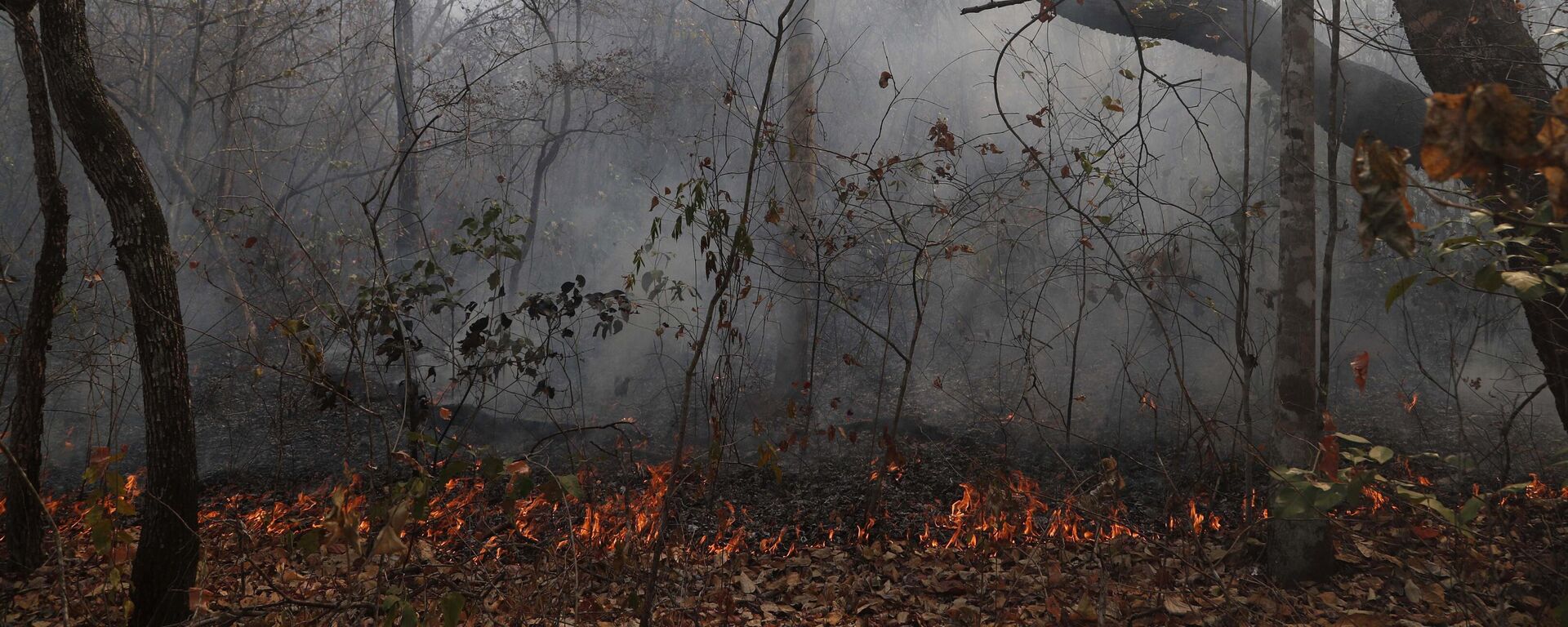 Los incendios forestales arden en el bosque de Chiquitania cerca de Robore, Bolivia, el lunes 26 de agosto de 2019 (imagen referencial)  - Sputnik Mundo, 1920, 23.09.2024