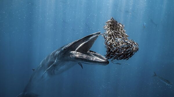 Una imagen de la foca rayada de Bride del fotógrafo Rafael Fernández Caballero, ganador del concurso Fotógrafo Oceánico del Año 2024. - Sputnik Mundo