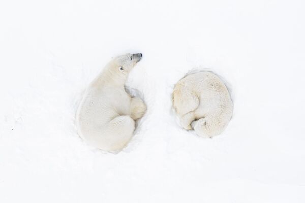 La foto de osos polares en Svalbard, Noruega, del artista Florian Ledoux, fue muy bien valorada en la categoría Esperanza. - Sputnik Mundo