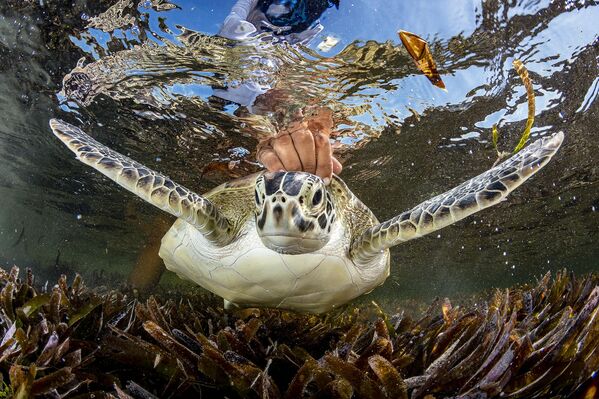 El autor Shane Gross con su foto de una tortuga verde, ganó en la modalidad Esperanza. - Sputnik Mundo