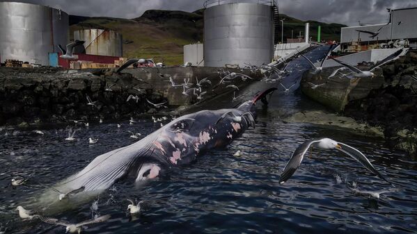 La segunda ballena más grande, el rorcual común, espera su turno para ser descuartizada en una planta ballenera de Islandia antes de ser enviada a Japón.Esta imagen es del fotógrafo finlandés Frederik Brogaard, ganador de la categoría Impacto. - Sputnik Mundo