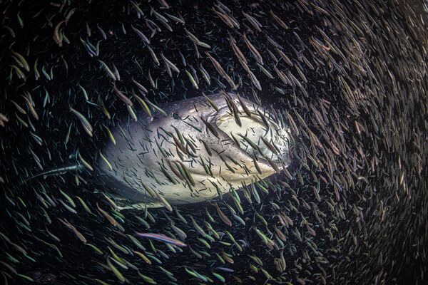 La foto de un tiburón ballena, obra de la fotógrafa Ipah Uid Lynn, obtuvo el primer premio en la categoría Cincuenta brazas femeninas. - Sputnik Mundo