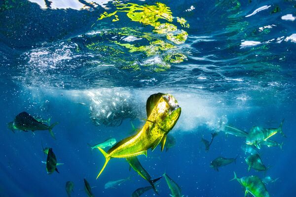 El fotógrafo Manuel Castellanos Raboso ganó el concurso en la categoría de Vida Salvaje con su imagen de un dorado-delfín, también conocido como pez limón y lampuga, tomada en México. - Sputnik Mundo