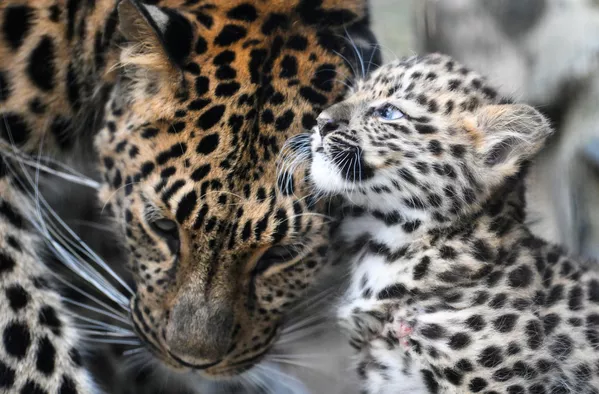 Una cría de leopardo del Lejano Oriente en el recinto del zoo que lleva el nombre de Rostislav Shilo, en la ciudad rusa de Novosibirsk.El animal nació el 25 de julio. Sus padres son una hembra, Hillari, y un macho, Dava. Se trata de la única cría de leopardo del Lejano Oriente nacida en 2024 en zoológicos de Europa y Rusia. - Sputnik Mundo