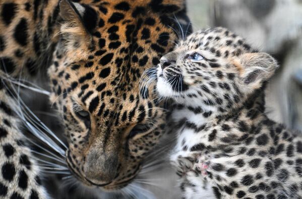 Una cría de leopardo del Amur (Panthera pardus orientalis) en el recinto del zoológico de la ciudad rusa de Novosibirsk. Es la única cría de esta especie nacida en 2024 en zoológicos de Europa y Rusia. - Sputnik Mundo