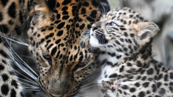 Cachorro de leopardo del Lejano Oriente en el recinto del zoológico de Novosibirsk - Sputnik Mundo