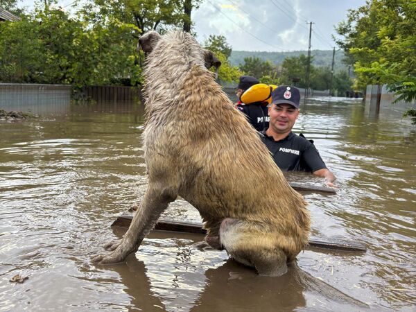 En Rumanía, según los medios locales, cinco personas murieron a consecuencia de las inundaciones en la ciudad de Galati, en el sur del país. En total, la catástrofe azotó al menos 28 localidades, donde más de 15.000 residentes se vieron afectados, y más de 25.000 hogares se quedaron sin electricidad.En la foto: los bomberos rescatan a un perro atrapado en Cudalbi, Rumanía. - Sputnik Mundo