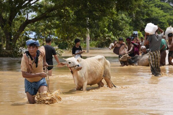 Residentes locales caminan por el agua con sus vacas en Naipyidó, Birmania. - Sputnik Mundo