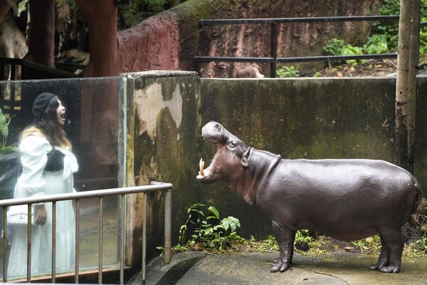 Un visitante observa al hipopótamo Tony, en el zoológico abierto Khao Kheow en la provincia de Chon Buri, Tailandia. - Sputnik Mundo