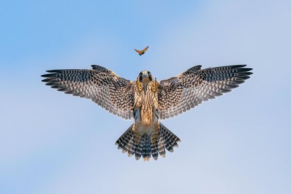 El Volantón juguetón tomado por Jack Zhi, de EEUU, trajo a su autor el segundo puesto en la modalidad Comportamiento de las aves.Este halcón peregrino llevaba más de una semana volando y sus habilidades habían mejorado día a día. Aún no era lo bastante bueno como para cazar pájaros vivos en el aire, por lo que perseguía a una mariposa. - Sputnik Mundo