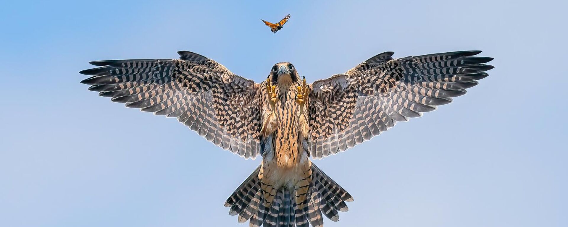 PLAYFUL FLEDGLING tomada por el fotógrafo estadounidense Jack Zhi, que ganó el 2.º puesto en la categoría BIRD BEHAVIOUR del concurso fotográfico Bird Photographer of the Year 2024. - Sputnik Mundo, 1920, 24.09.2024