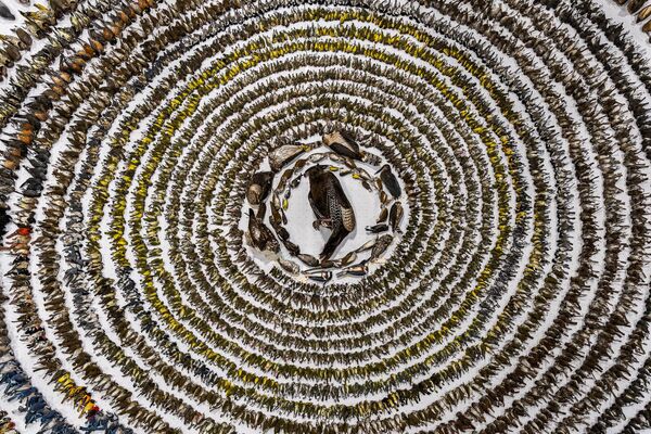 La ganadora en la categoría Conservación es la fotografía  llamada Cuando los mundos chocan, tomada por Patricia Seaton Homonylo, Canadá.Cada año, durante la migración de primavera y otoño, más de 1.300 millones de aves mueren en Norteamérica como consecuencia de colisiones con las ventanillas. Cada mañana, una red de voluntarios se pone en marcha para recogerlas desde hace más de 30 años. - Sputnik Mundo