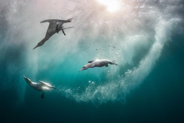 La fotografía Inmersión de Kat Zhou, EEUU, fue premiada en la  categoría Aves en el medio ambiente.He aquí un trío de alcatraces atlánticos zambulléndose en el océano en un día soleado en las Shetland, el Reino Unido. Esta especie es el ave marina más grande de Escocia, y son extraordinariamente hábiles en el agua, pudiendo sumergirse hasta 22 metros de profundidad. En el pasado, la población se estimaba en unas 25.000 aves, aunque su número se vio gravemente reducido por el brote de gripe aviar. - Sputnik Mundo