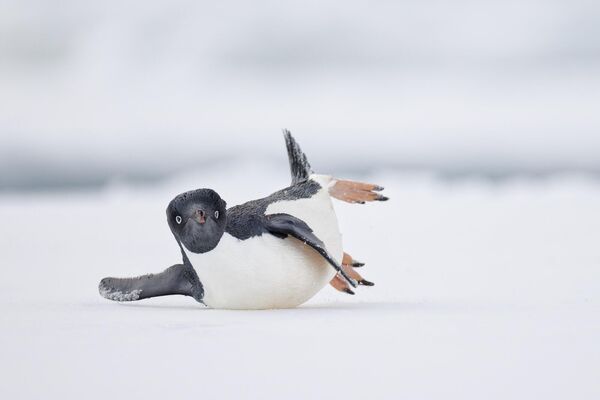 En la categoría Foto humorística, el jurado reconoció como la mejor la toma Un bailarín de danza moderna captada por Nadia Haq con un pingüino cayendo graciosamente sobre la nieve. - Sputnik Mundo