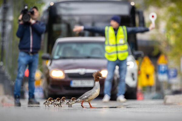 En la modalidad Aves en entorno urbano, la mejor fue la foto de una familia de patos cruzando la carretera con el tráfico bloqueado.La obra fue llamada Viaje peligroso por su autor Grzegorz Dlugosz de Polonia.Las serretas grandes se reproducen en el parque, a un kilómetro del río Vístula en Polonia. Cada madre tiene que trasladar a su cría al río lo antes posible, por lo tanto, hacen el viaje por una autopista de seis carriles. Cada año, un grupo de voluntarios les ayuda a cruzar esta mortal carretera deteniendo el tráfico. - Sputnik Mundo