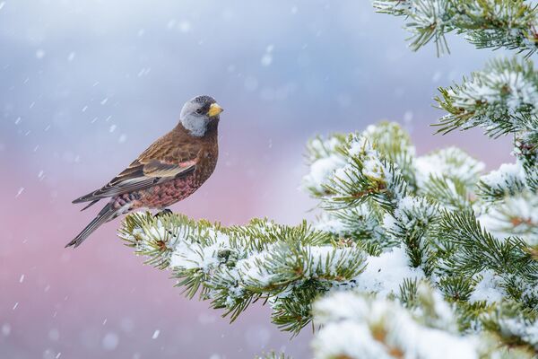 Rosa de invierno del autor estadounidense Alan Murphy ganó en la categoría Mejor retrato. La fotografía fue tomada en Alaska, Estados Unidos. - Sputnik Mundo