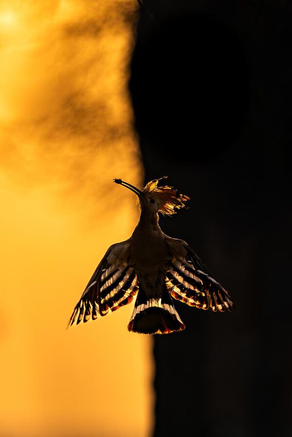 La foto de una abubilla, llena de luces y sombras, ganó la categoría de Aves en Vuelo.El fotógrafo de la India, Hermis Haridas, capturó este momento en Dubai, Emiratos Árabes Unidos. - Sputnik Mundo