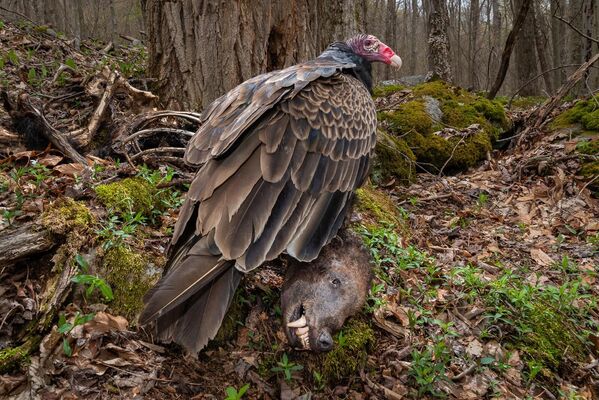 La categoría de Comportamiento de las Aves fue ganada por una fotografía de un buitre devorando los restos de un oso.El artista de EEUU, Nathaniel Peck, relató que a principios de marzo de 2023, unos excursionistas descubrieron los restos de un oso negro junto a un arroyo de montaña en Virginia Occidental. El oso había muerto tras una batalla contra la sarna. Cuando el clima se calentó en primavera, este buitre se convirtió en un visitante frecuente que en ocasiones pasaba horas junto al cadáver. - Sputnik Mundo