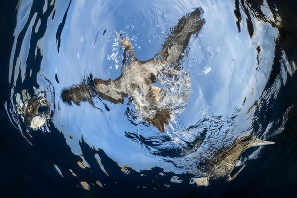 La fotografía llamada Despegue acuático ganó el premio de bronce en la selección Aves en vuelo. Su autor es Suliman Alatiqi de Kuwait.En las islas Midriff, Mar de Cortés, México, los piqueros pardos pueden verse a menudo posados en la superficie del agua. En esta foto el fotógrafo intentó captar una perspectiva submarina del momento en que un ave levanta el vuelo. - Sputnik Mundo