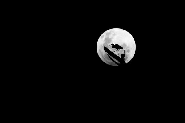 La foto de William Steel, de Sudáfrica, con una cigüeña bajo la luna llena quedó segunda en la categoría de Fotografía en blanco y negro. - Sputnik Mundo