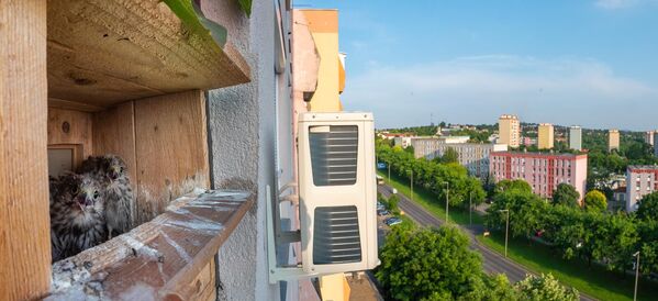 La fotografía Apartamento de Boldizsar Szucs, Hungría, quedó segunda en la modalidad Aves en entorno urbano.Se trata de un propietario que instaló una caja nido entre los parterres de flores de su terraza, y las aves encontraron en ella un adecuado hogar. - Sputnik Mundo