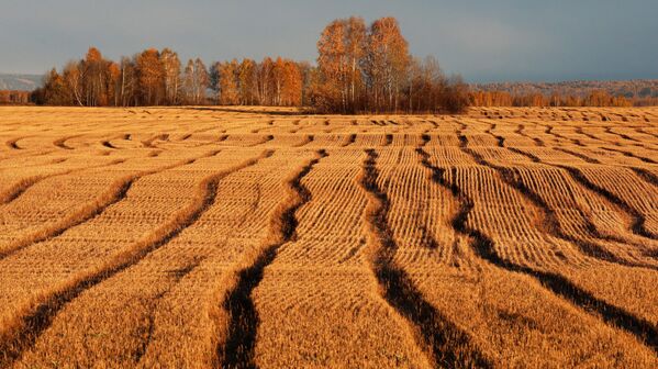 Un campo y árboles durante la puesta de sol en la región de Krasnoyarsk. - Sputnik Mundo