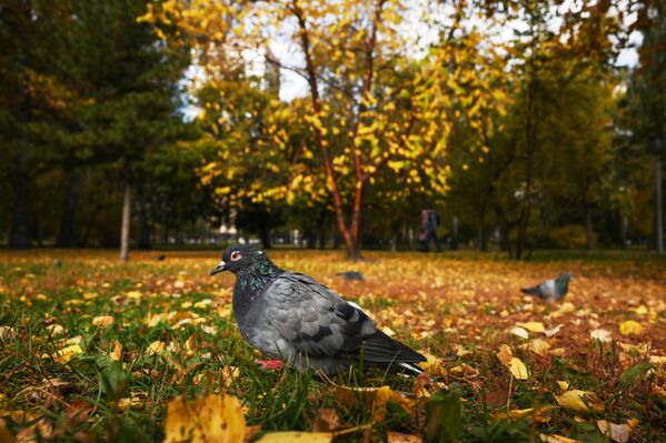 Palomas en la ciudad de Novosibirsk. - Sputnik Mundo