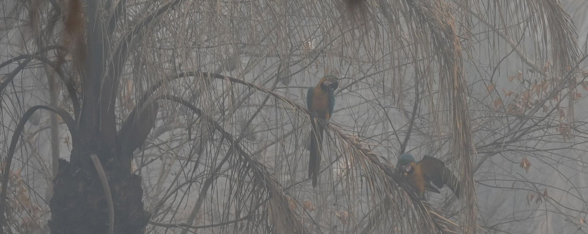 Dos loros guacamayos se sientan en un árbol afectado por los incendios forestales, Bolivia, el 13 de septiembre de 2024 - Sputnik Mundo, 1920, 01.10.2024