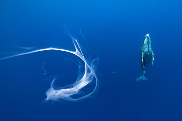 Leche de ballena de Karim Iliya obtuvo el primer premio en la categoría Vida submarina. - Sputnik Mundo