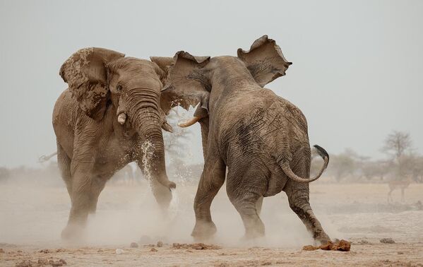 Batalla entre gigantes del fotógrafo Valentino Morgante, distinguido con la mención de obra notable en la categoría Animales. - Sputnik Mundo