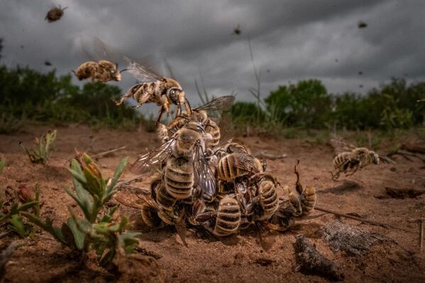 La imagen Hombres trabajando, de la fotógrafa estadounidense Karine Aigner, ganó en la categoría Animales en su entorno. - Sputnik Mundo