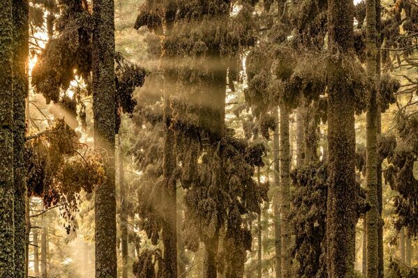 La fotografía El bosque de las monarcas, del autor mexicano Jaime Rojo, obtuvo el primer puesto en la categoría Belleza de la naturaleza.La imagen fue tomada en El Rosario, Reserva de la Biosfera Mariposa Monarca, México. - Sputnik Mundo