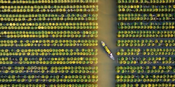 Nominación: Ganador del premio Entorno Construido AbiertoAutor: Tuan Nguyen Tan (Vietnam)Obra: Temporada de Crisantemos, Dong Thap, Vietnam - Sputnik Mundo