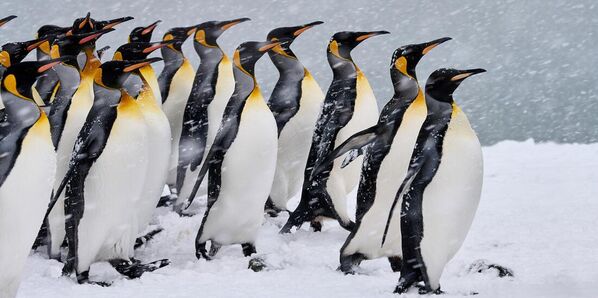 Nominación: TOP Paisajes naturales de AficionadosAutor: Jim Lamont (Canada)Obra: Pingüinos Rey Marchan en la Tormenta de Nieve, isla de Georgia del Sur - Sputnik Mundo