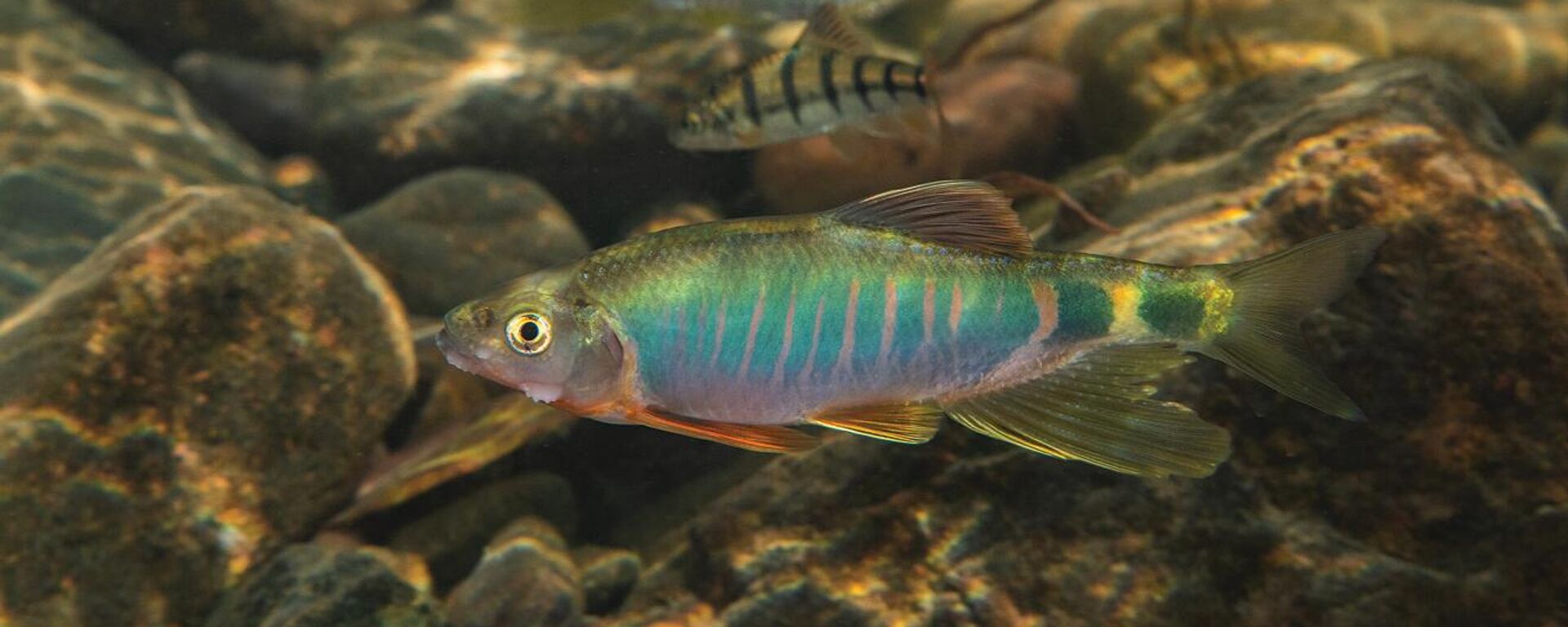 Imagen del hábitat del 'Opsariichthys iridescens', cerca del lecho de un río con piedras - Sputnik Mundo, 1920, 04.10.2024