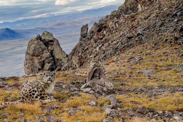 La imagen Bandidos manchados. Leopardos de las nieves, hecha en la república rusa de Altái por el fotógrafo Ilia Trujanov, que recibió un premio especial en la categoría Capturado con una cámara trampa. - Sputnik Mundo