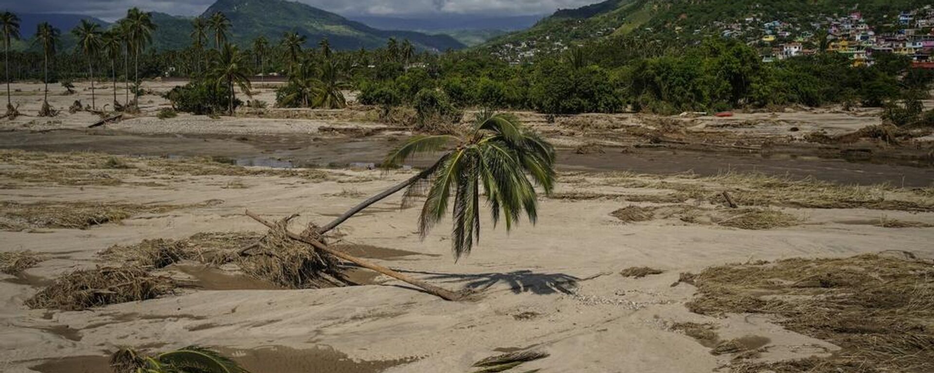 Una palmera desarraigada se marchita cerca de lo que solía ser una carretera antes de que el huracán John pasara por Coyuca de Benítez, estado de Guerrero, México.  - Sputnik Mundo, 1920, 04.10.2024