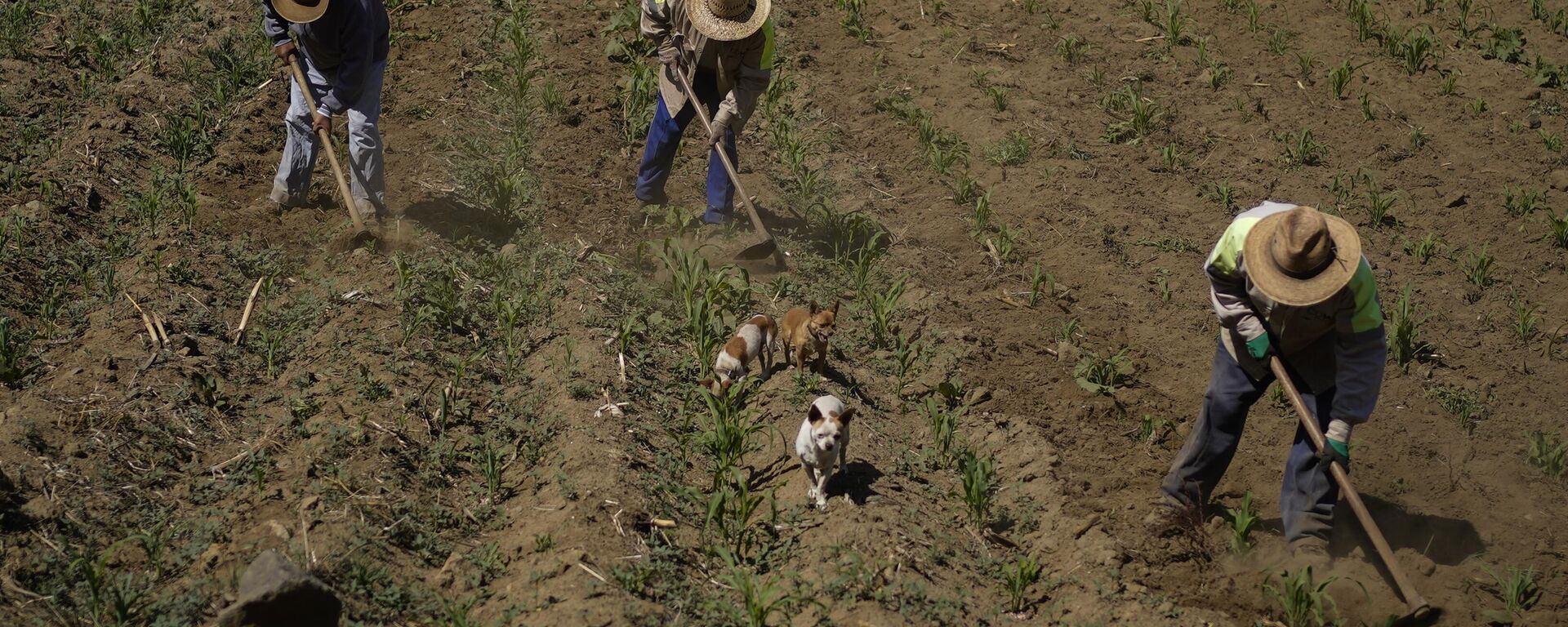 Campesinos mexicanos trabajan su tierra en Milpa Alta, al sur de la Ciudad de México (imagen referencial) - Sputnik Mundo, 1920, 04.10.2024