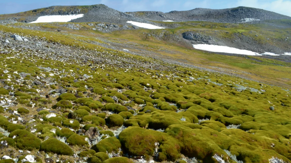 Ecosistemas dominados por musgos en la Península Antártica. - Sputnik Mundo